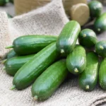 BABY CUCUMBER