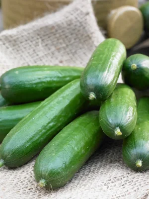 BABY CUCUMBER