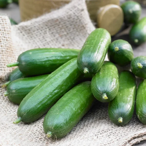 BABY CUCUMBER