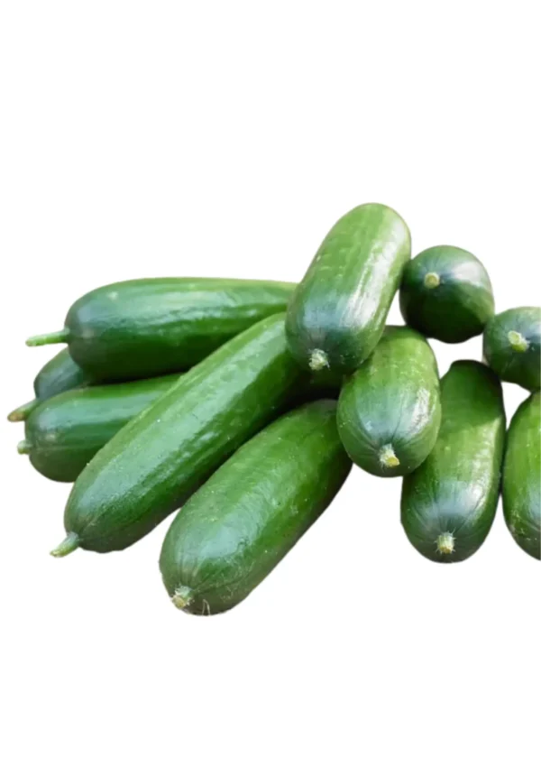 BABY CUCUMBER