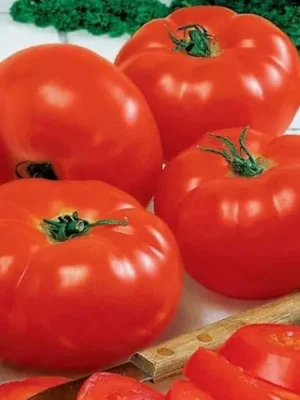 BEEF TOMATOES