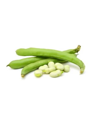 BROAD BEAN