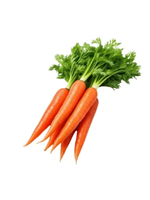 CARROT