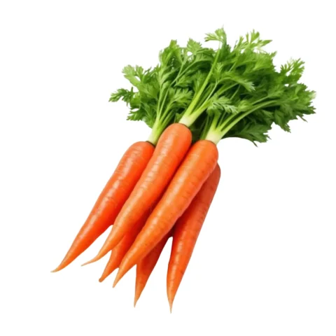 CARROT
