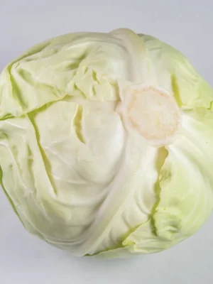 WHITE CABBAGE