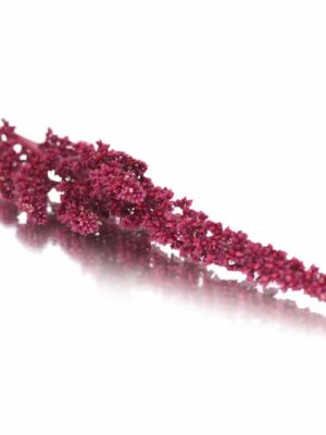 AMARANTH
