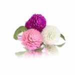 AMARANTH POM POM DRIED