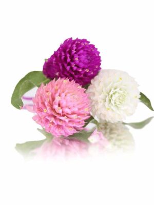 AMARANTH POM POM DRIED