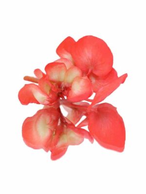 APPLE BLOSSOM (BEGONIA)