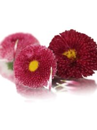 BELLIS DAISY