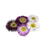 BELLIS DAISY PRESSED