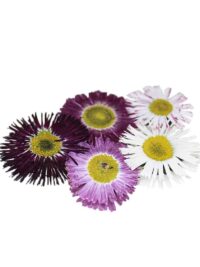 BELLIS DAISY PRESSED