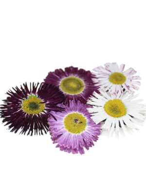 BELLIS DAISY PRESSED