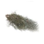 BRONZE FENNEL EDIBLE LEAVES