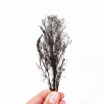 BRONZE FENNEL PRESSED LEAVES