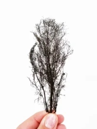 BRONZE FENNEL PRESSED LEAVES