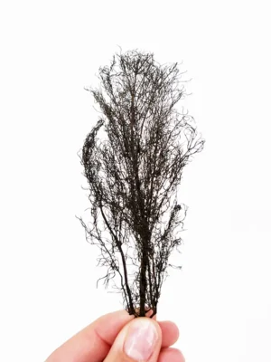 BRONZE FENNEL PRESSED LEAVES