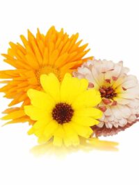 CALENDULA (MARIGOLD)