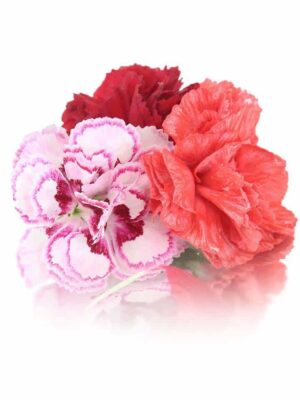 CARNATION
