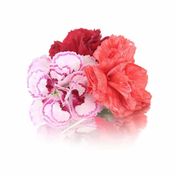 CARNATION