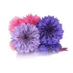 CORNFLOWER(BELCHOR BUTTON)
