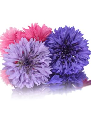 CORNFLOWER(BELCHOR BUTTON)