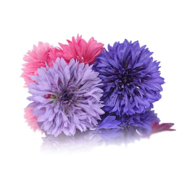 CORNFLOWER(BELCHOR BUTTON)