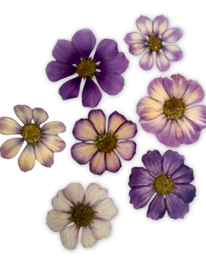 COSMOS PRESSED PUNNETS UK