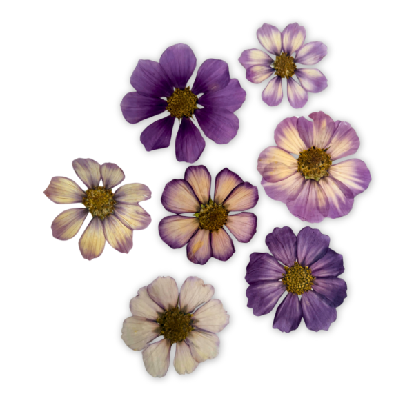 COSMOS PRESSED PUNNETS UK