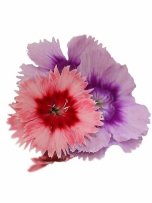 DIANTHUS