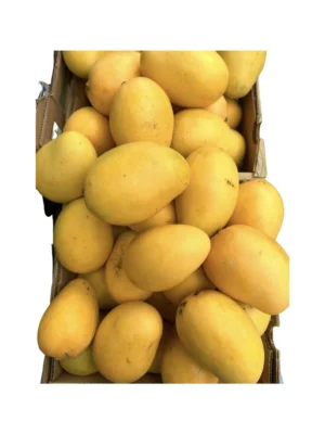 DOMINICAN MANGO 7 PCS