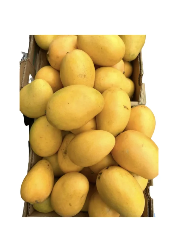 DOMINICAN MANGO 7 PCS