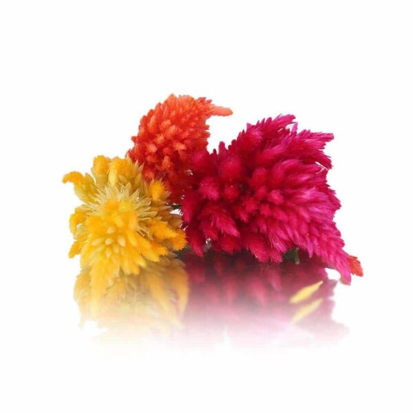 FENNEL FIRE FEATHER(CELOSIA)