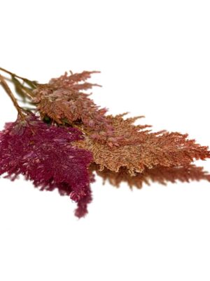 FIRE FEATHER PRESSED( CELOSIA)