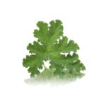 GERANIUM EDIBLE LEAVES