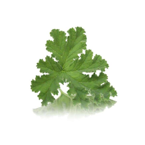 GERANIUM EDIBLE LEAVES