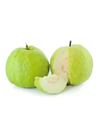 GUVAVA 12PCS INDIA