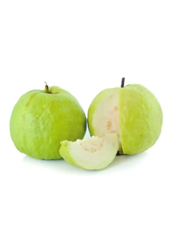 GUVAVA 12PCS INDIA