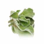 ICE PLANT EDIBLE LEAVES