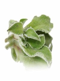 ICE PLANT EDIBLE LEAVES