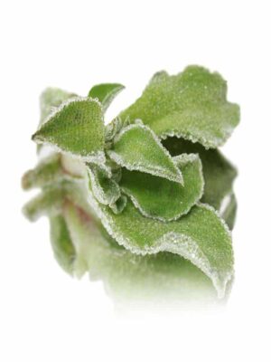 ICE PLANT EDIBLE LEAVES