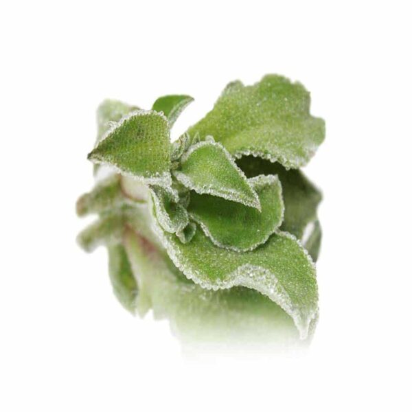 ICE PLANT EDIBLE LEAVES