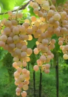 ITALIAN WHITE GRAPES