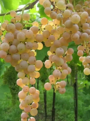 ITALIAN WHITE GRAPES