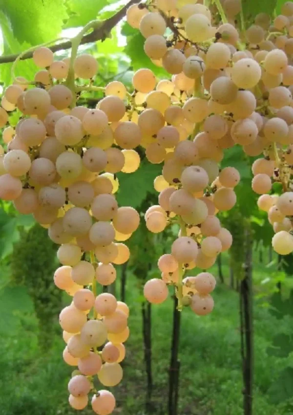 ITALIAN WHITE GRAPES
