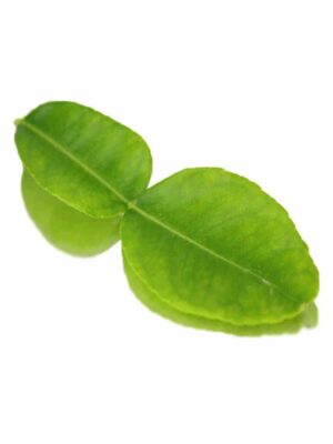 KAFFIR LIME EDIBLE LEAVES