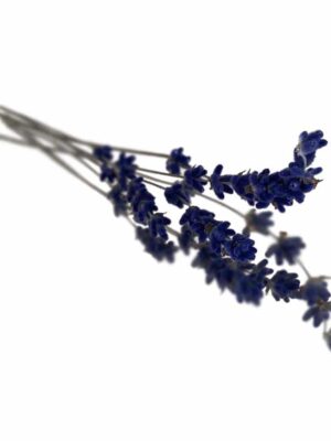 LAVENDER DRIED (PETALS)