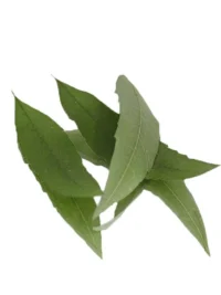 LEMON VERBENA PRESSED LEAVES