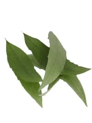 LEMON VERBENA PRESSED LEAVES