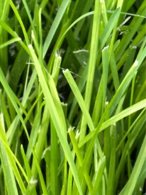 LIME GRASS